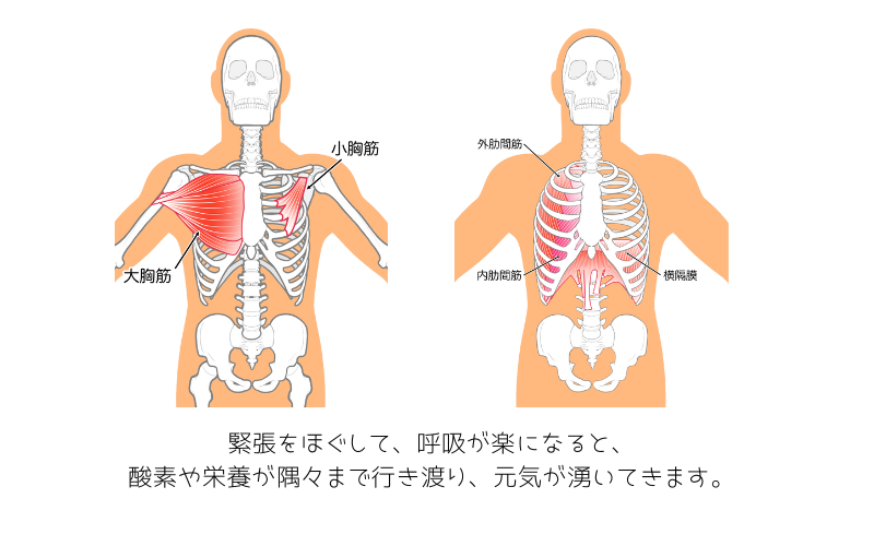 肋骨